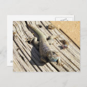 Desert Spiny Lizard Briefkaart (Voorkant / Achterkant)