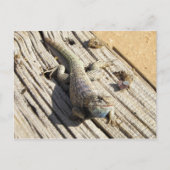 Desert Spiny Lizard Briefkaart (Voorkant)