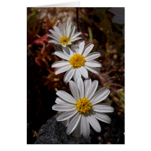Desert Star Wildbloemen (Voorkant)