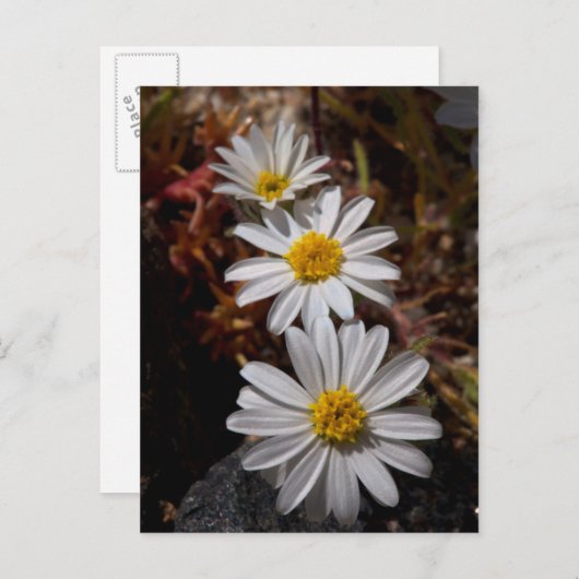 Desert Star Wildbloemen Briefkaart (Voorkant / Achterkant)