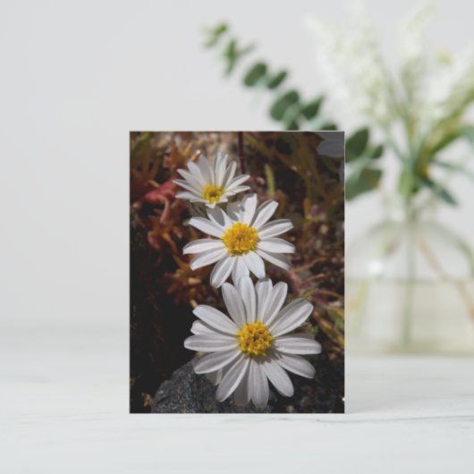 Desert Star Wildbloemen Briefkaart (Staand voorkant)