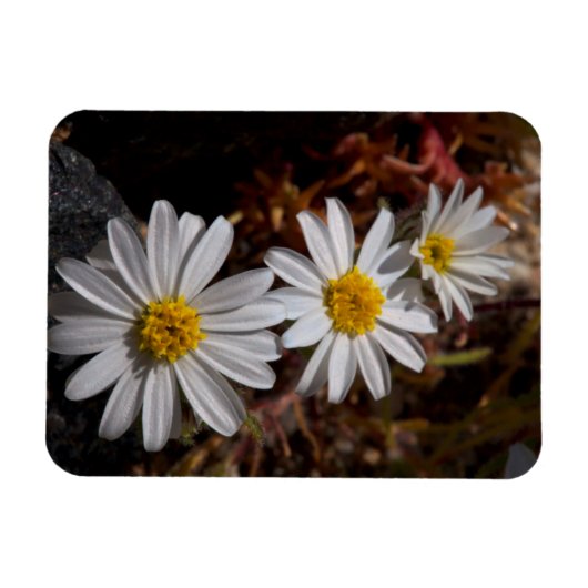 Desert Star Wildbloemen Magneet (Horizontaal)