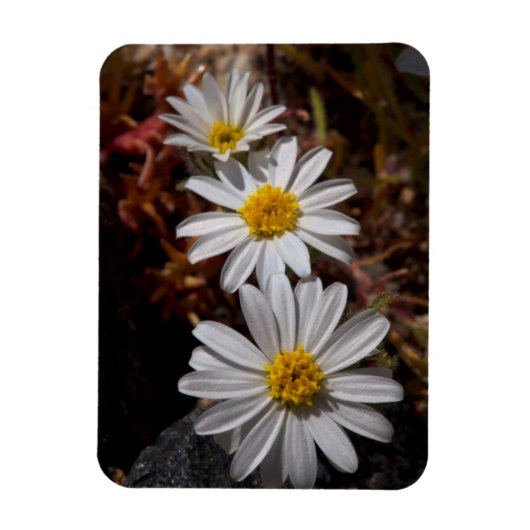 Desert Star Wildbloemen Magneet (Verticaal)