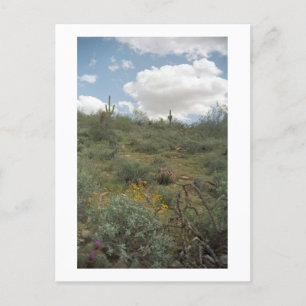 Desert Symphony Sonoran Arizona Foto Briefkaarten