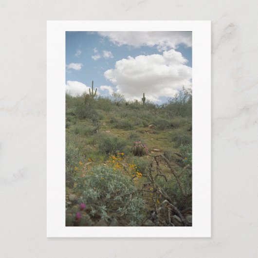Desert Symphony Sonoran Arizona Foto Briefkaarten (Voorkant)