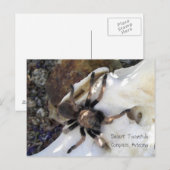Desert Tarantula Briefkaart (Voorkant / Achterkant)