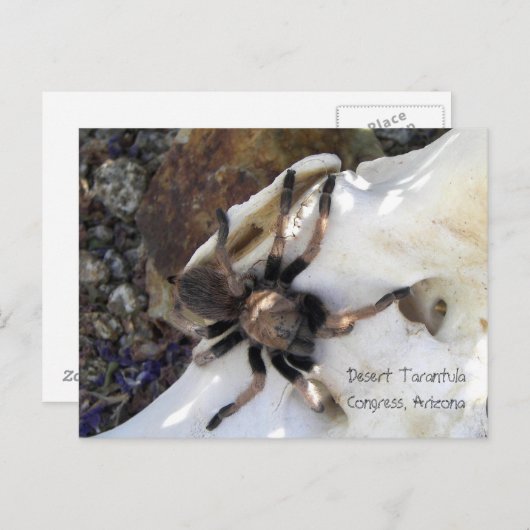 Desert Tarantula Briefkaart (Voorkant / Achterkant)