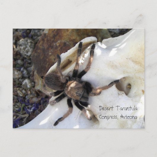 Desert Tarantula Briefkaart (Voorkant)
