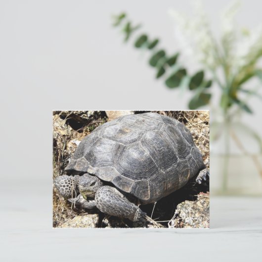 Desert Tortoise Briefkaart (Staand voorkant)