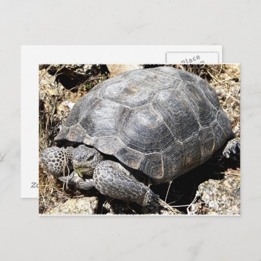 Desert Tortoise Briefkaart (Voorkant / Achterkant)