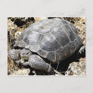 Desert Tortoise Briefkaart