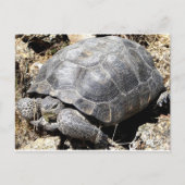 Desert Tortoise Briefkaart (Voorkant)