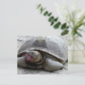 Desert Tortoise Briefkaart (Staand voorkant)