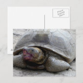 Desert Tortoise Briefkaart (Voorkant / Achterkant)