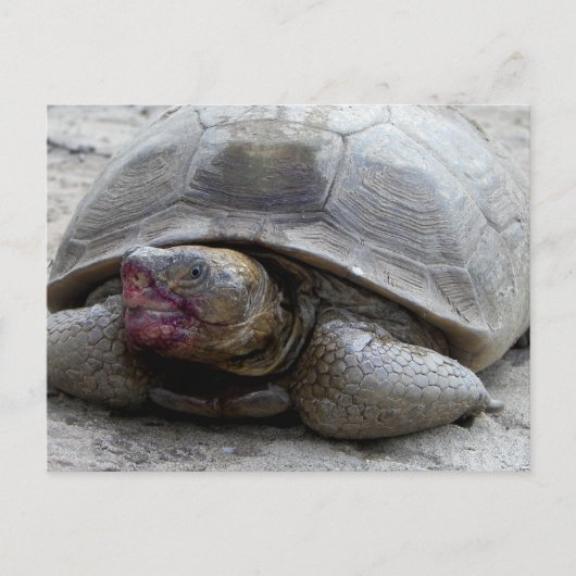 Desert Tortoise Briefkaart (Voorkant)