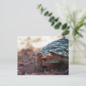 Desert Tortoise Briefkaart (Staand voorkant)