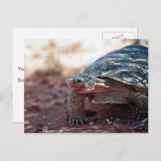Desert Tortoise Briefkaart (Voorkant / Achterkant)