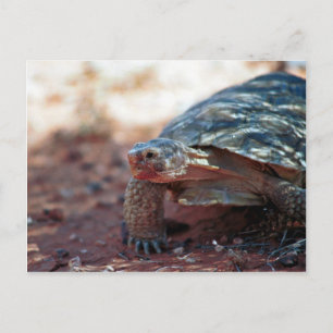 Desert Tortoise Briefkaart