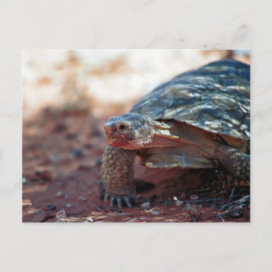Desert Tortoise Briefkaart (Voorkant)