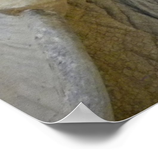 Desert Tortoise Close-up Poster (Hoek)