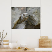Desert Tortoise Close-up Poster (Keuken)
