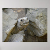 Desert Tortoise Close-up Poster (Voorkant)