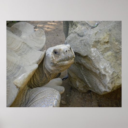 Desert Tortoise Close-up Poster (Voorkant)
