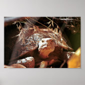 Desert Tortoise Poster (Voorkant)