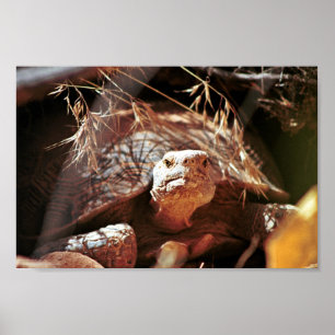 Desert Tortoise Poster