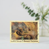 Desert Tortoises dreigen met uitsterven te worden  Briefkaart (Staand voorkant)
