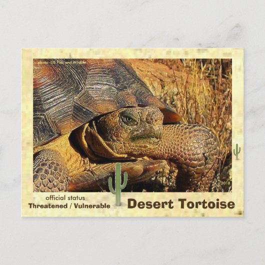 Desert Tortoises dreigen met uitsterven te worden  Briefkaart (Voorkant)