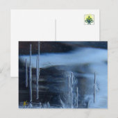 Desert Vision Quest, Saguaro at Night Briefkaart (Voorkant / Achterkant)