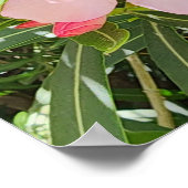 Desert Willow Flower Foto Poster (Hoek)