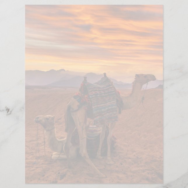 Deserts | Bactrian Camel Egypt Sand Dune (Voorkant)