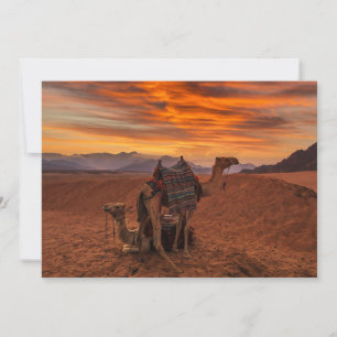Deserts Bactrian Camel Egypt Sand Dune Bedankkaart