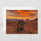Deserts | Bactrian Camel Egypt Sand Dune Briefkaart (Voorkant / Achterkant)