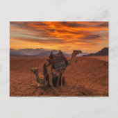 Deserts | Bactrian Camel Egypt Sand Dune Briefkaart (Voorkant)