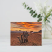 Deserts | Bactrian Camel Egypt Sand Dune Briefkaart (Staand voorkant)