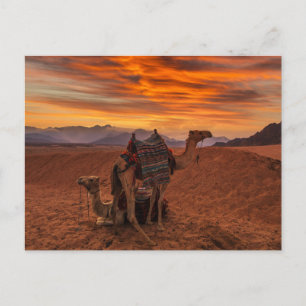 Deserts   Bactrian Camel Egypt Sand Dune Briefkaart