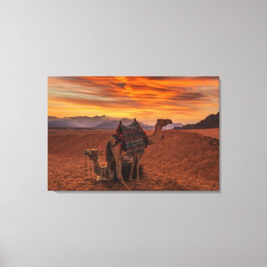 Deserts | Bactrian Camel Egypt Sand Dune Canvas Afdruk (Voorkant)