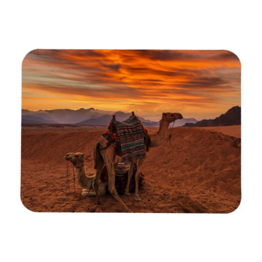 Deserts | Bactrian Camel Egypt Sand Dune Magneet (Horizontaal)