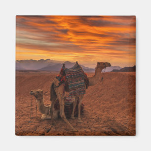 Deserts   Bactrian Camel Egypt Sand Dune Magneet