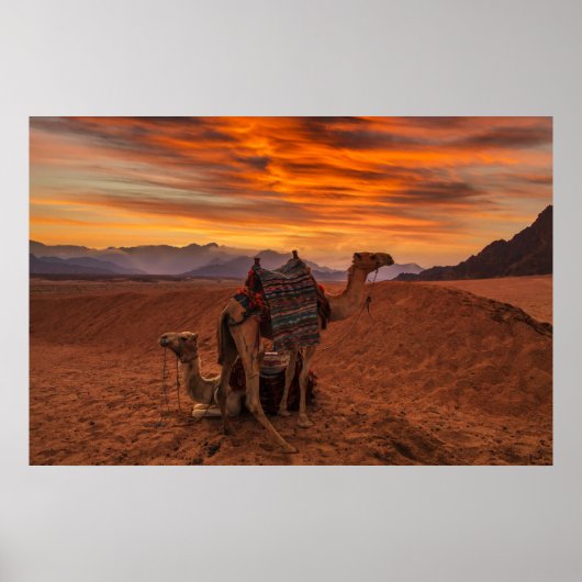 Deserts | Bactrian Camel Egypt Sand Dune Poster (Voorkant)