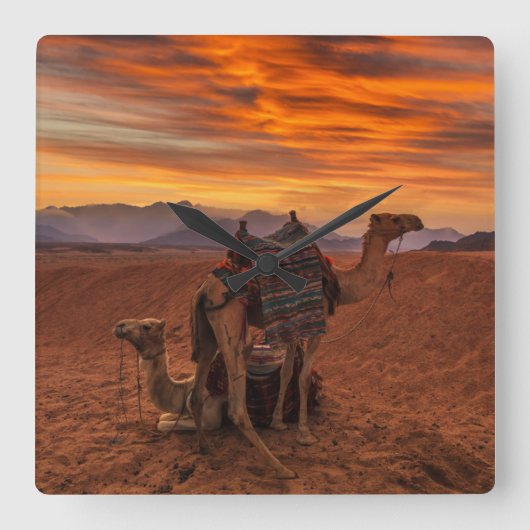 Deserts | Bactrian Camel Egypt Sand Dune Vierkante Klok (Voorkant)