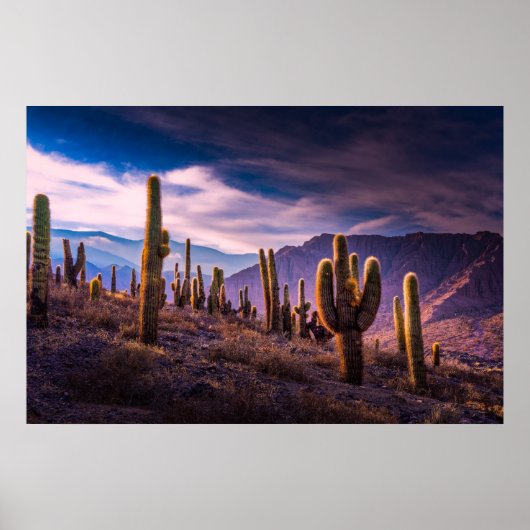 Deserts | Cactus Landscape Argentina Poster (Voorkant)