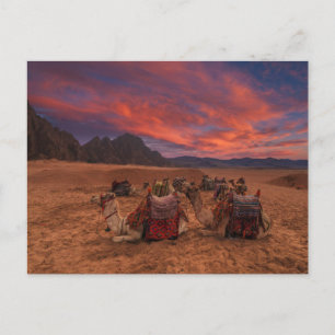 Deserts   Camels Sinai Mountains Egypt Briefkaart