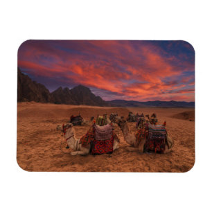 Deserts   Camels Sinai Mountains Egypt Magneet