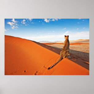 Deserts Cheetah Savannah Desert Poster