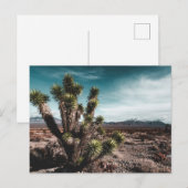 Deserts | Cholla Cactus Briefkaart (Voorkant / Achterkant)