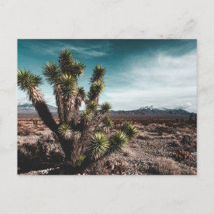 Deserts   Cholla Cactus Briefkaart